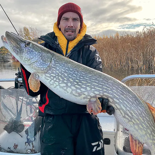 Daiwa Prorex Lazy Shad 16cmMotoroil Burbot UV 4 Daiwa Prorex Lazy Shad 16cmMotoroil Burbot UV - Bild 2