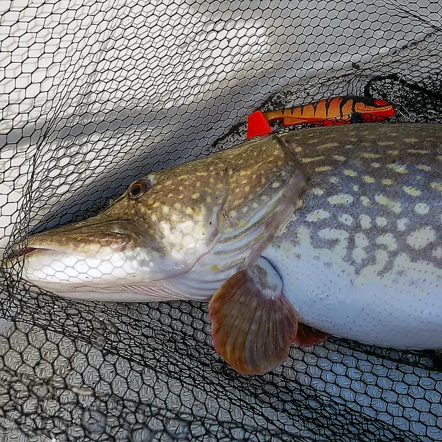 Daiwa Prorex Lazy Shad 16cmMotoroil Burbot UV 5 Daiwa Prorex Lazy Shad 16cmMotoroil Burbot UV - Bild 3