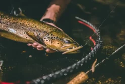 Rapala Shadow Rap CLN 7cmImitasjon Av Døende Byttefisk -Jiggar & softbaits säljbutik sdr shadow rapala lifestyle dsc0891 result.640