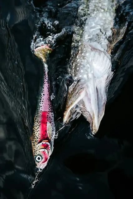 Rapala X-Rap Peto PEL 20cmSaktesynkende Hybridagn I Trigger Farger 4 Rapala X-Rap Peto PEL 20cmSaktesynkende Hybridagn I Trigger Farger - Bild 2