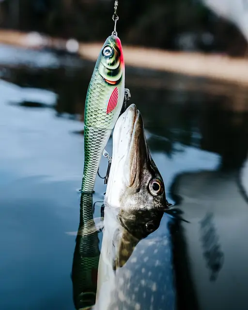 Rapala X-Rap Peto PEL 20cmSaktesynkende Hybridagn I Trigger Farger 5 Rapala X-Rap Peto PEL 20cmSaktesynkende Hybridagn I Trigger Farger - Bild 3