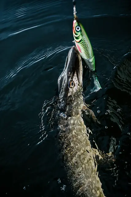 Rapala X-Rap Peto PEL 20cmSaktesynkende Hybridagn I Trigger Farger 8 Rapala X-Rap Peto PEL 20cmSaktesynkende Hybridagn I Trigger Farger - Bild 6